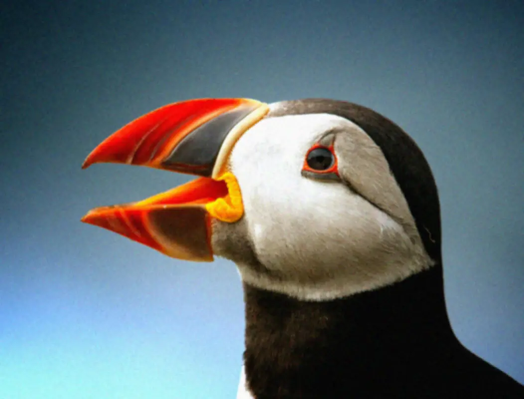 blurry bird image